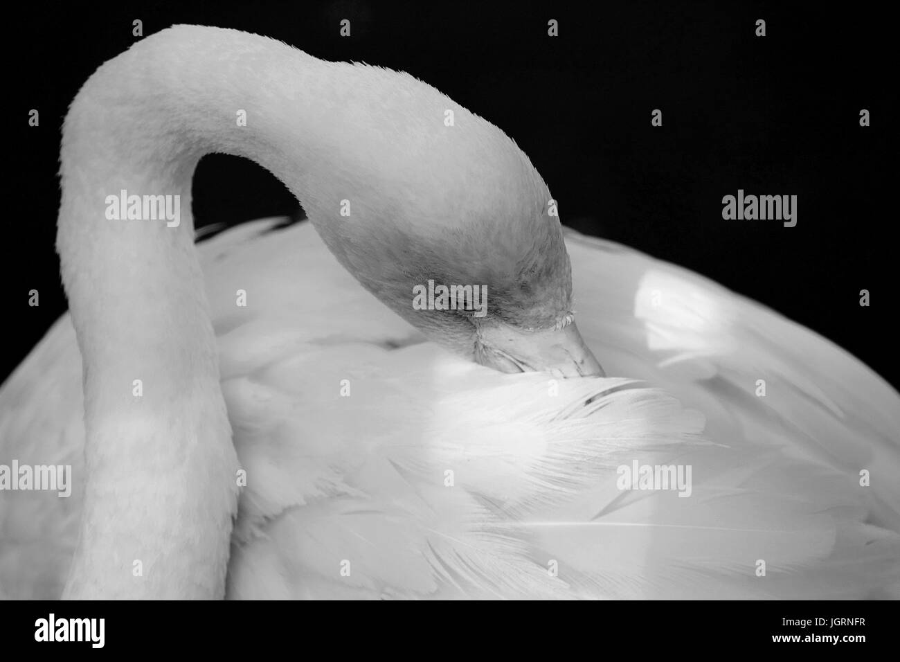 Plan de flamants Banque D'Images