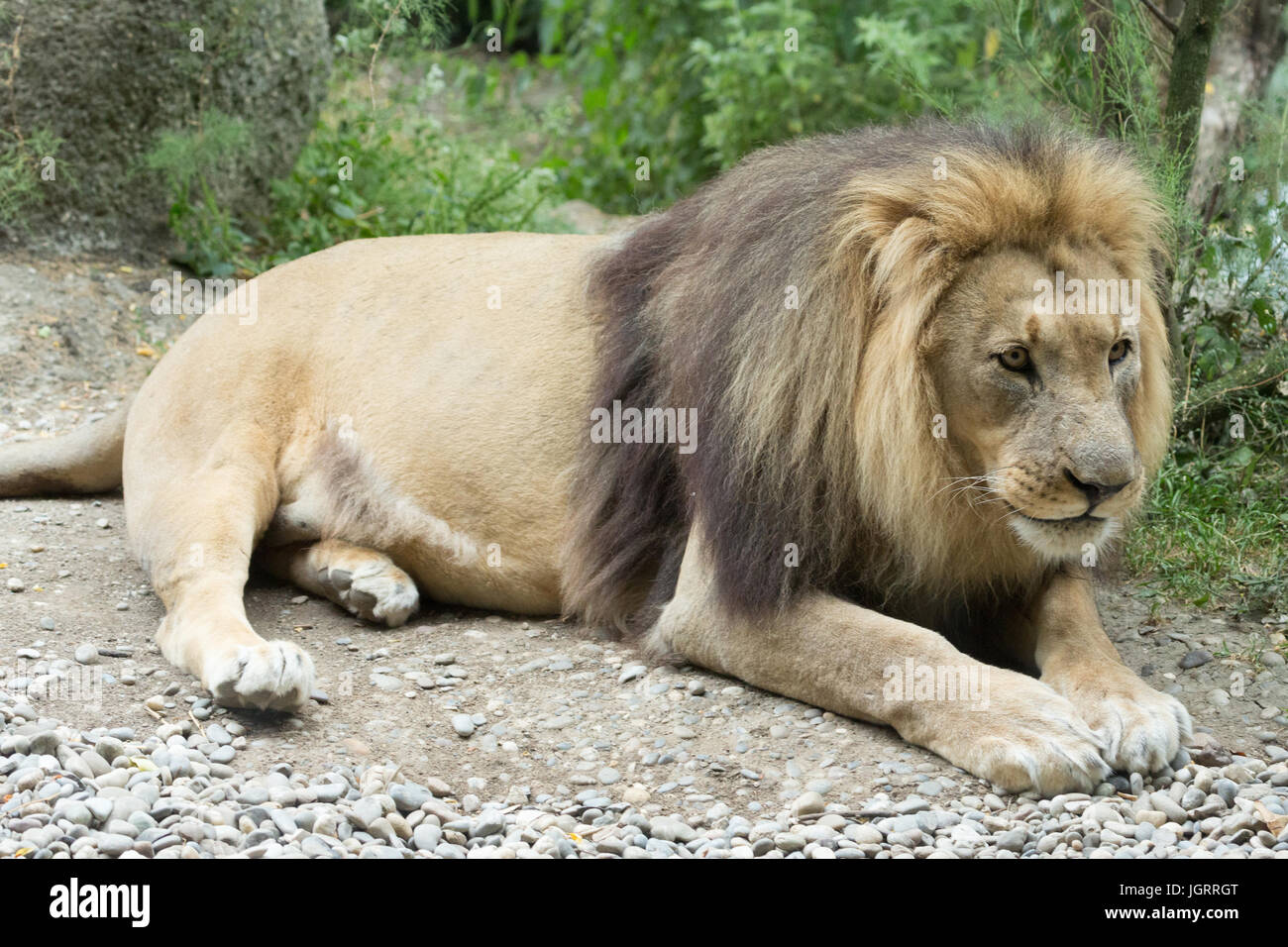 Une photographie d'un homme lion d'Afrique. Banque D'Images