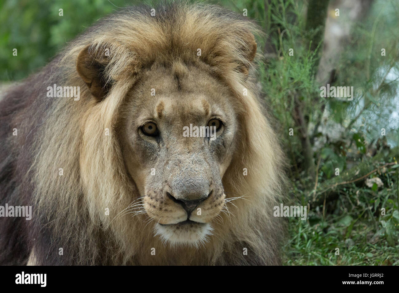 Une photographie d'un homme lion d'Afrique. Banque D'Images