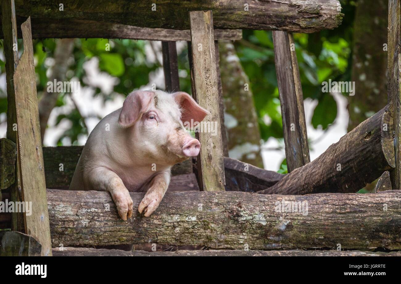 Nosey pig Costa Rica Banque D'Images