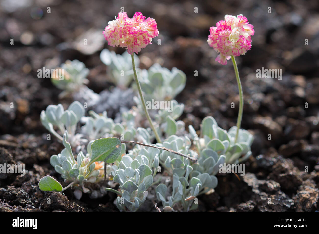 Close-up de coussin rose (Eriogonum ovalifolium) Sarrasin en cratères de la Lune National Monument et préserver, California, USA Banque D'Images