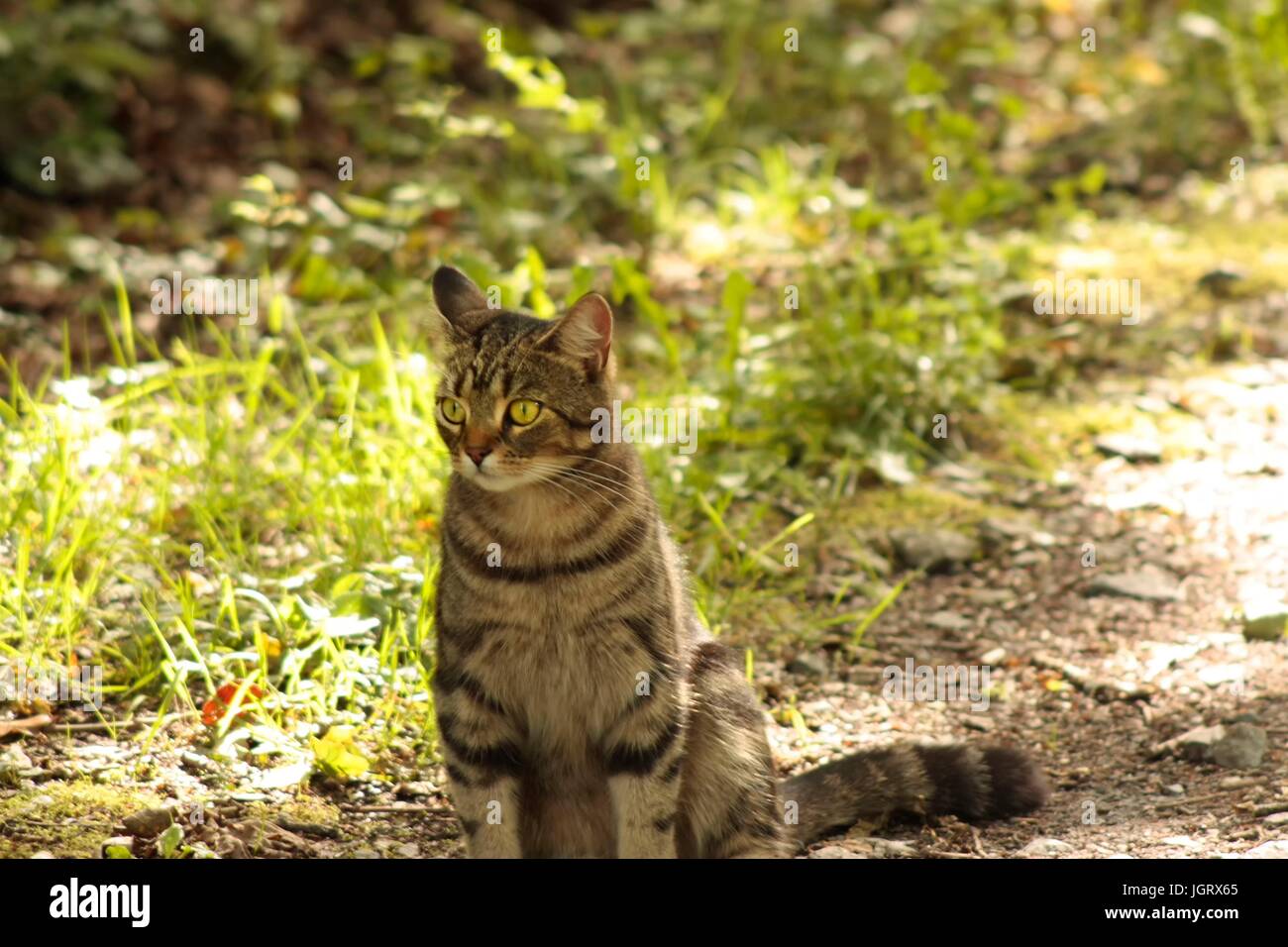 Fiche femelle isolée chat tigré assis attendant dehors dans la lumière du soleil et par l'herbe verte Banque D'Images