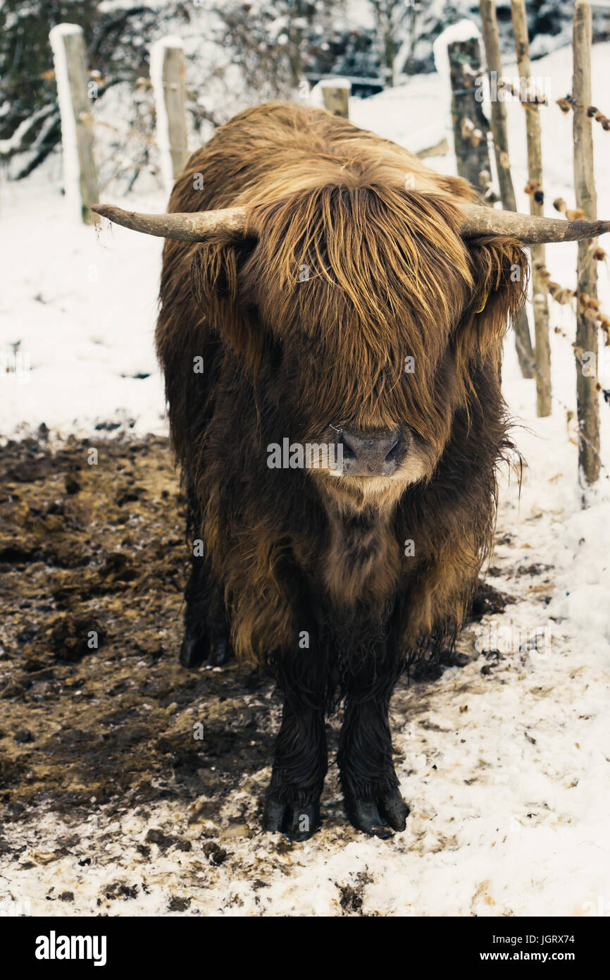 Gros plan sur un longicorne brun Scottish Highland cow, vue de face. Banque D'Images