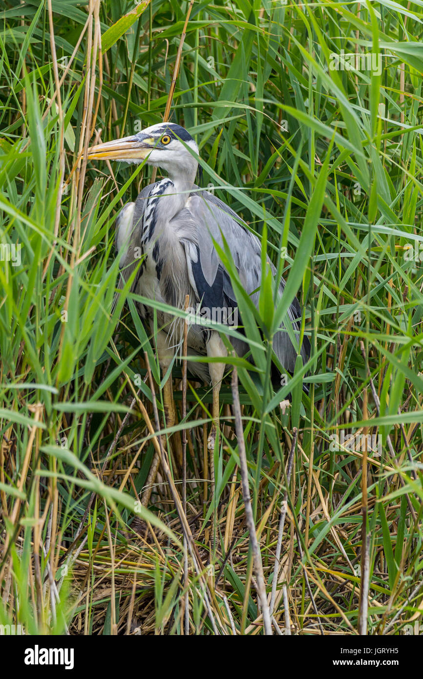 Grey Heron Ardea cinirea se cachant dans roselière à London Wetland Centre. Dague avec longues jambes comme bill jaune et bleu noir plumage gris et blanc. Banque D'Images