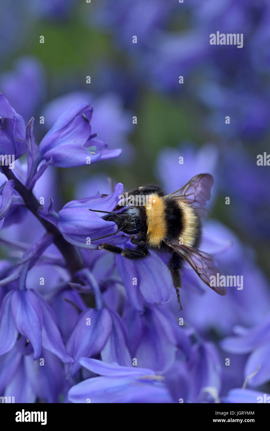 Bourdon;genre Bombus;se nourrissant de nectar;bluebells;caithness;Ecosse Banque D'Images