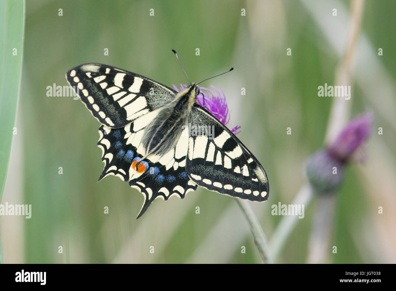 Papillon machaon Papilio machaon, britannicus. Norfolk Broads, UK. De juin. Banque D'Images