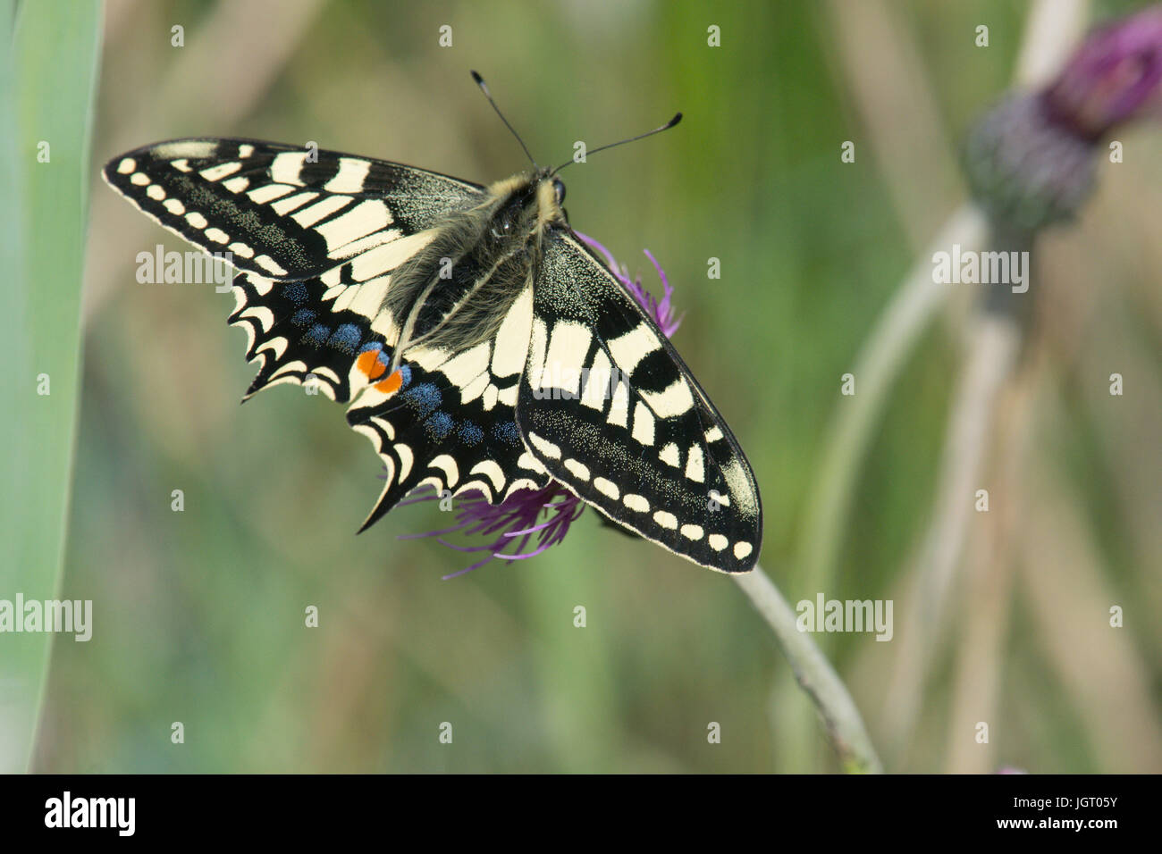 Papillon machaon Papilio machaon, britannicus. Norfolk Broads, UK. De juin. Banque D'Images