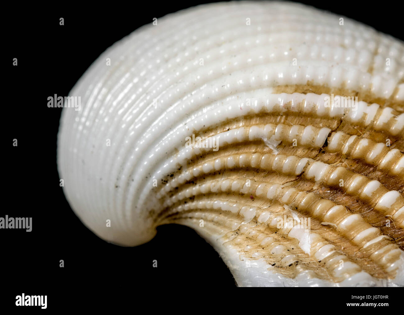 Sea Shell spirale spirale du nombre d'or sur fond noir, récolte, jaune et blanc, avec une petite fissure sur la coque, les détails et la texture Banque D'Images