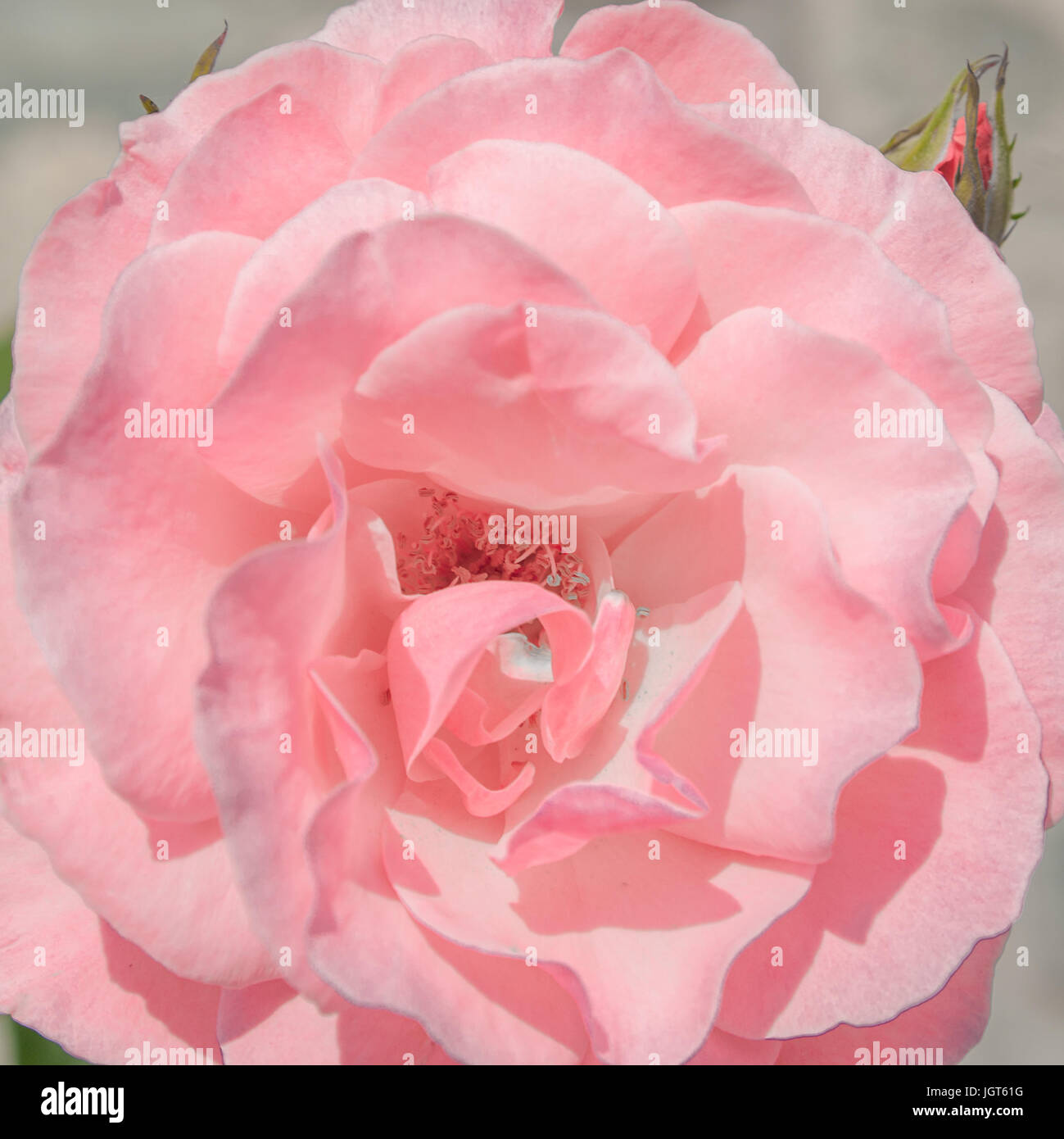 Fleur Rose rose. Rosa hybrid Banque D'Images
