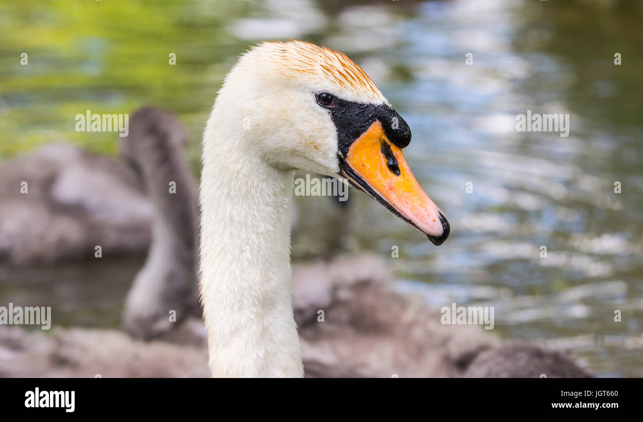 Mute swan (Cygnus olor) du cou et de la tête. Banque D'Images