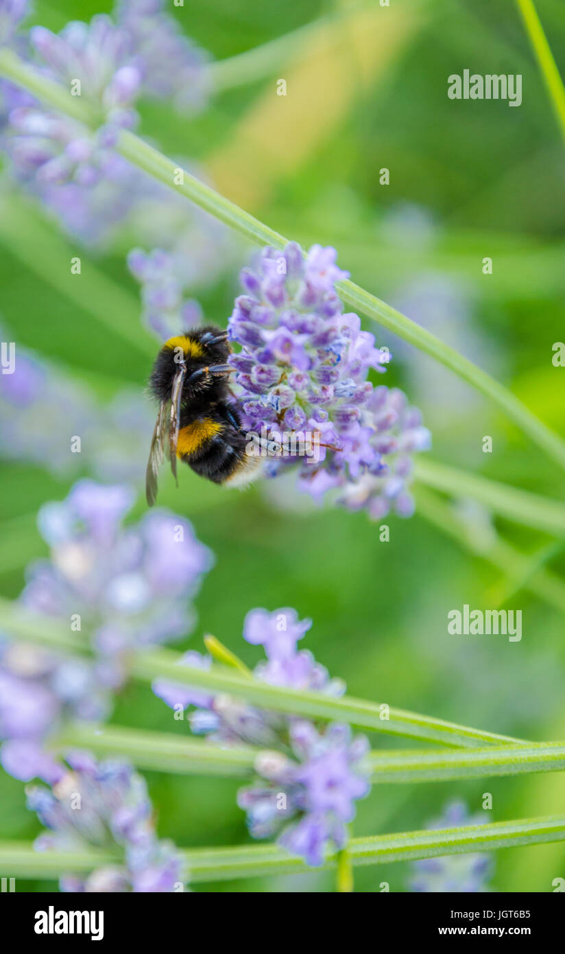 A bumblebee on a lavender bush. Banque D'Images