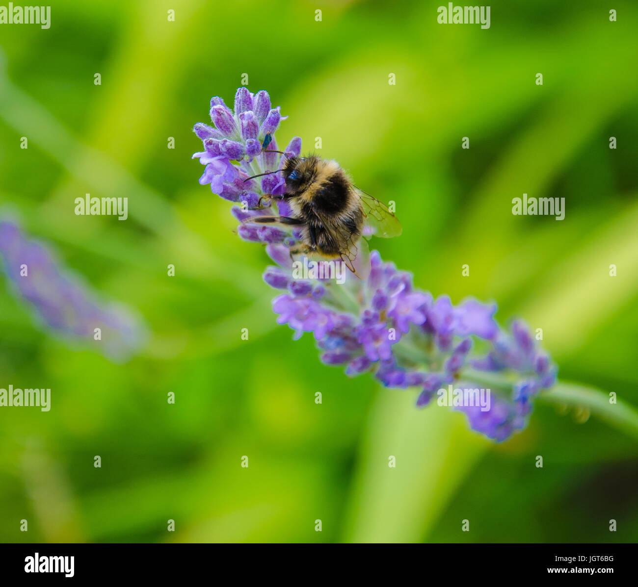 A bumblebee on a lavender bush. Banque D'Images