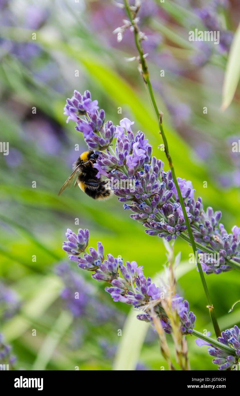 A bumblebee on a lavender bush. Banque D'Images