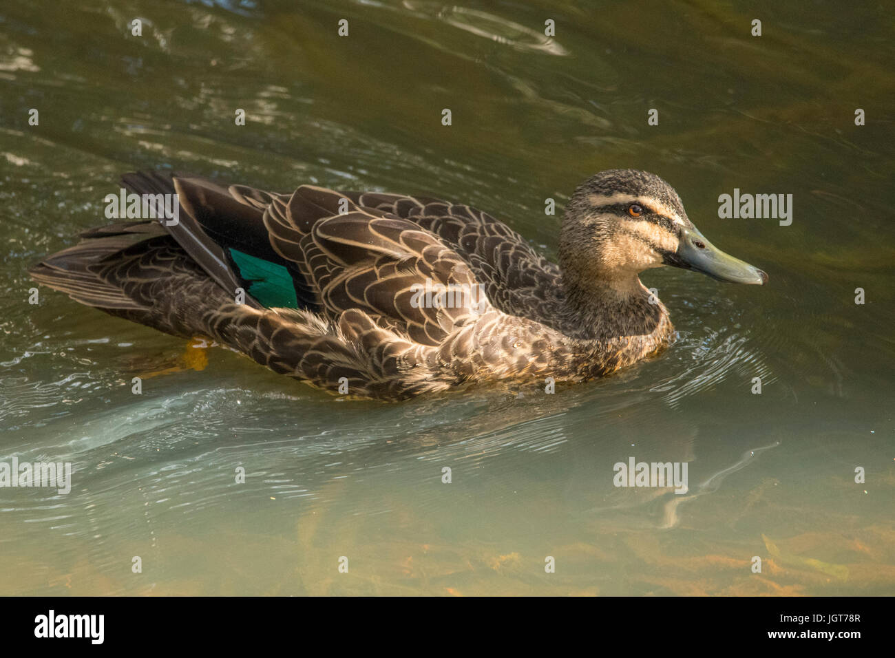 Femelle Canard colvert, Anas platyrhynchos à Toowoomba, Queensland, Australie Banque D'Images