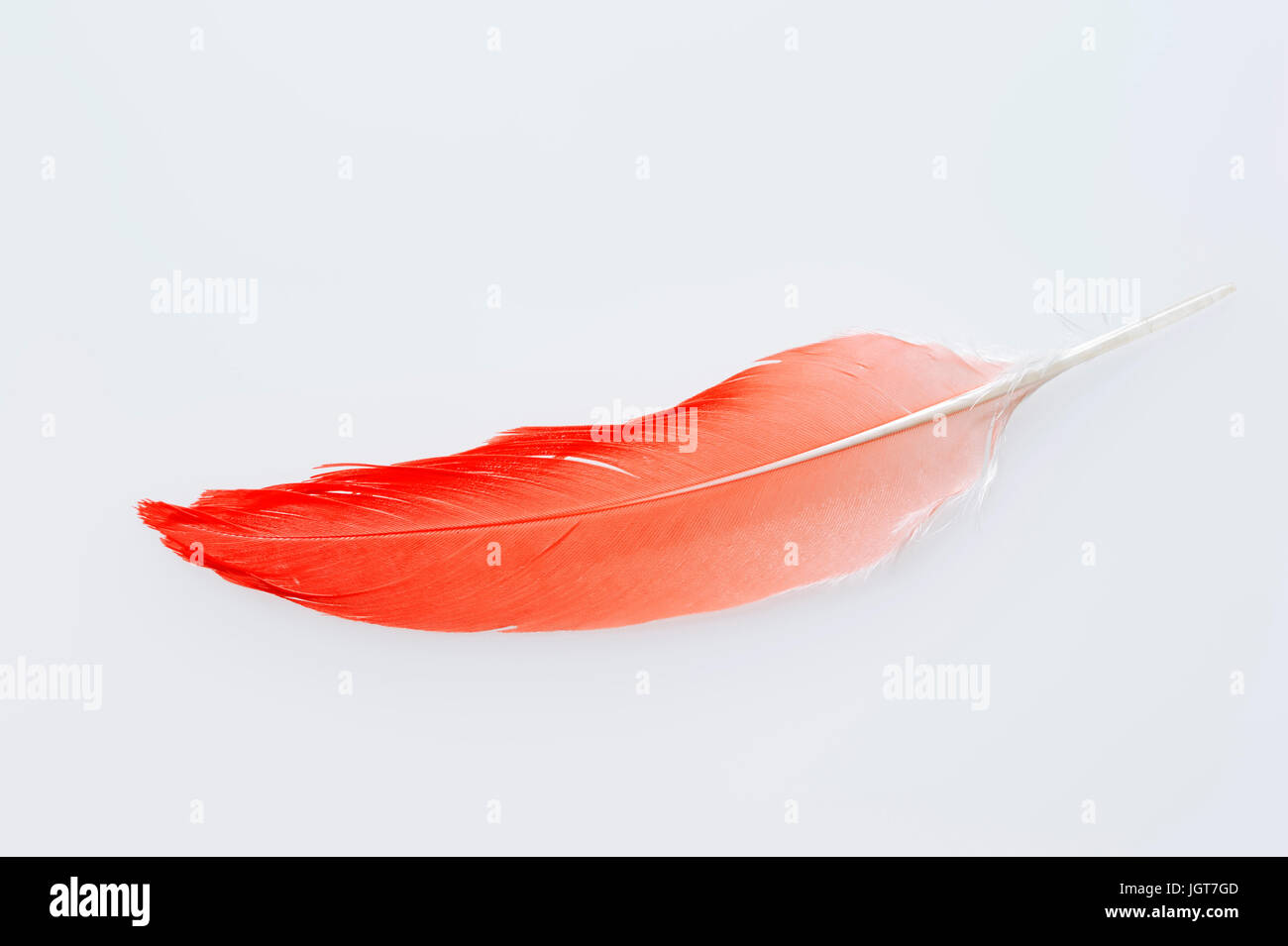 Ibis rouge, plume / (Eudocimus ruber) | Roter Sichler, Feder / (Eudocimus ruber) / Scharlachsichler Banque D'Images