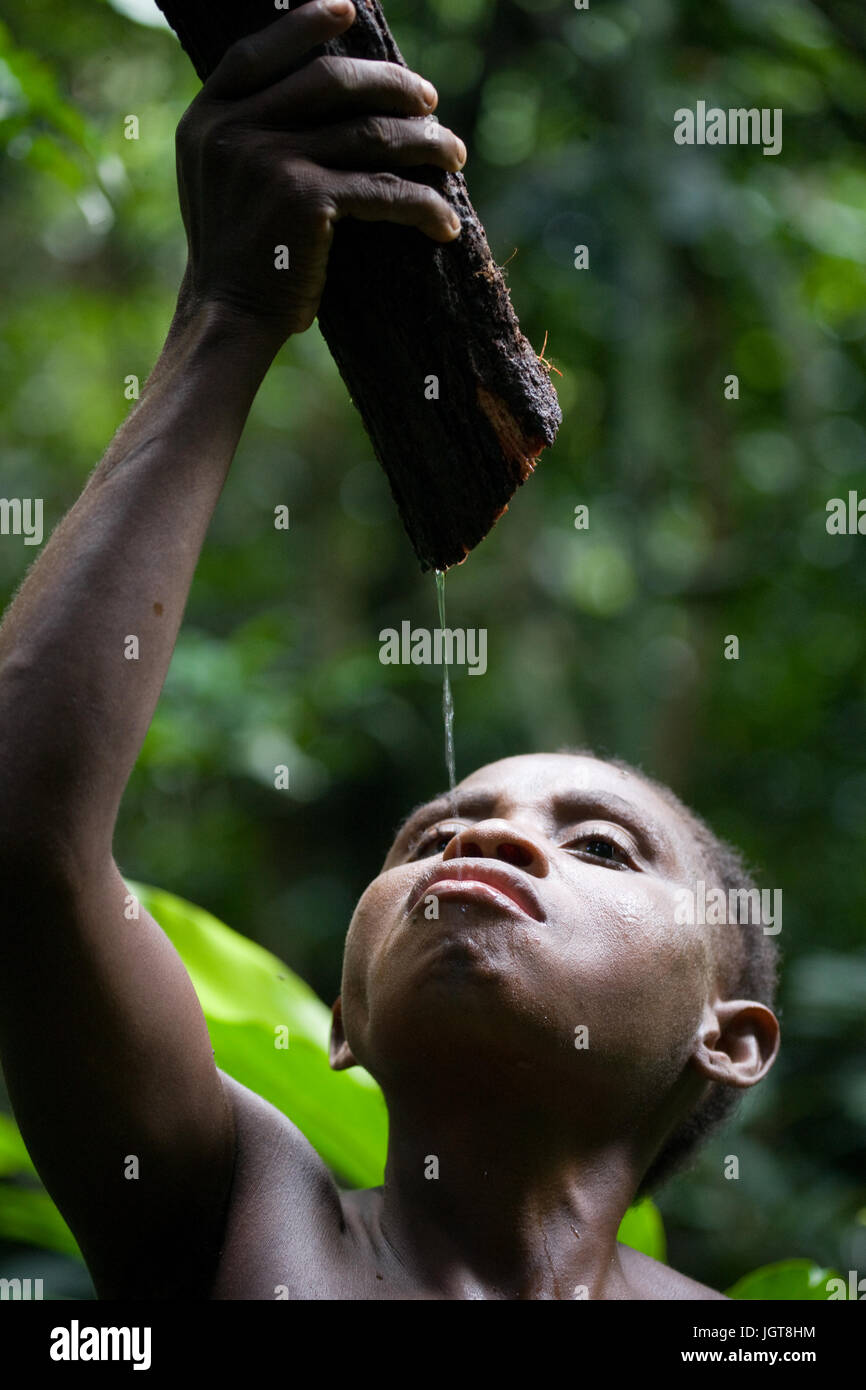 Réserve forestière de DZANGA-SANHA, RÉPUBLIQUE CENTRAFRICAINE - le 2 novembre 2008 : une femme d'une tribu de pygmées l'eau potable de lianes dans la forêt. Banque D'Images