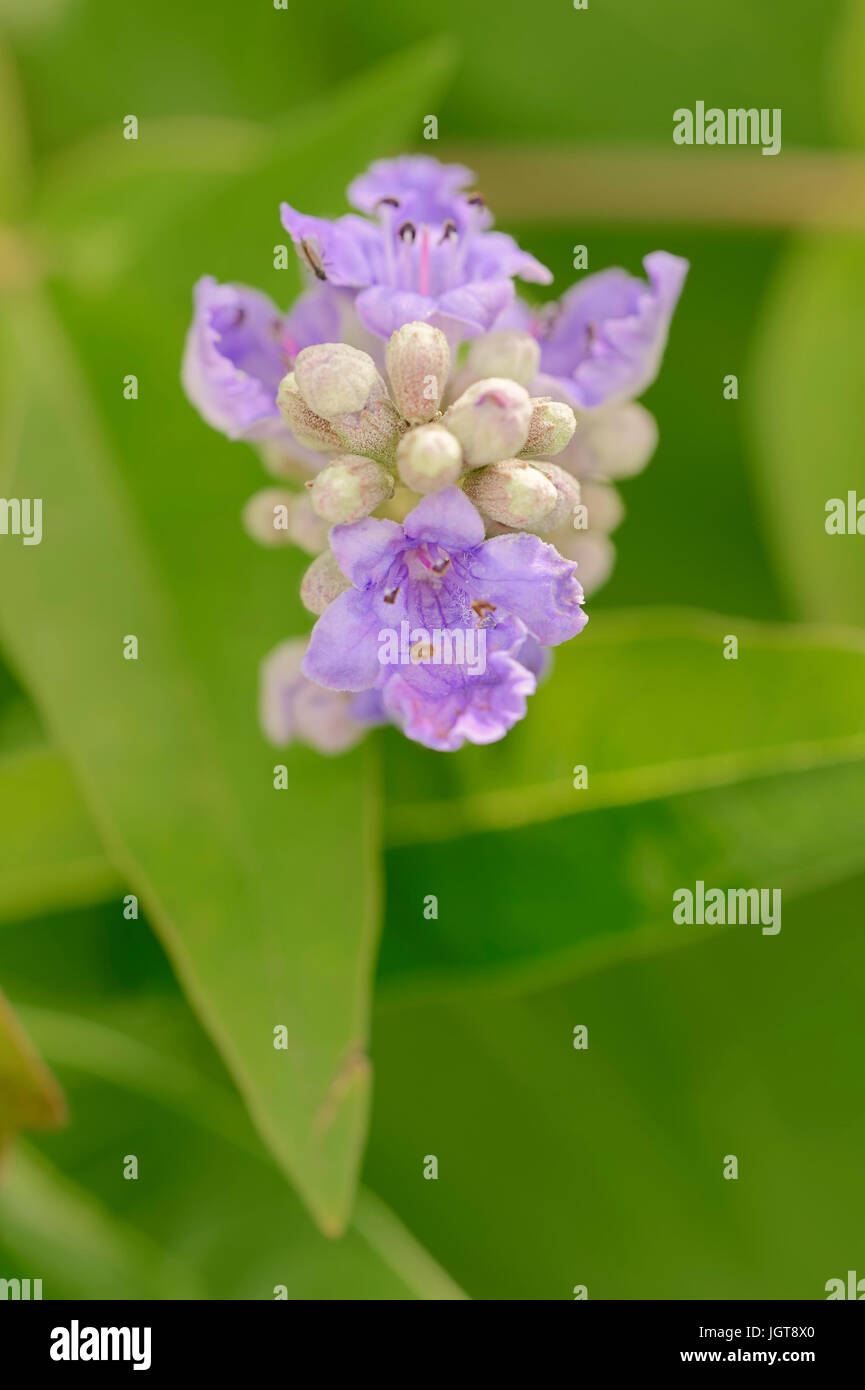 Méditerranée / gattilier (Vitex agnus-castus, agnus-castus vulgaris, Vitex verticillata) / Vitex, gattilier, le gattilier Banque D'Images