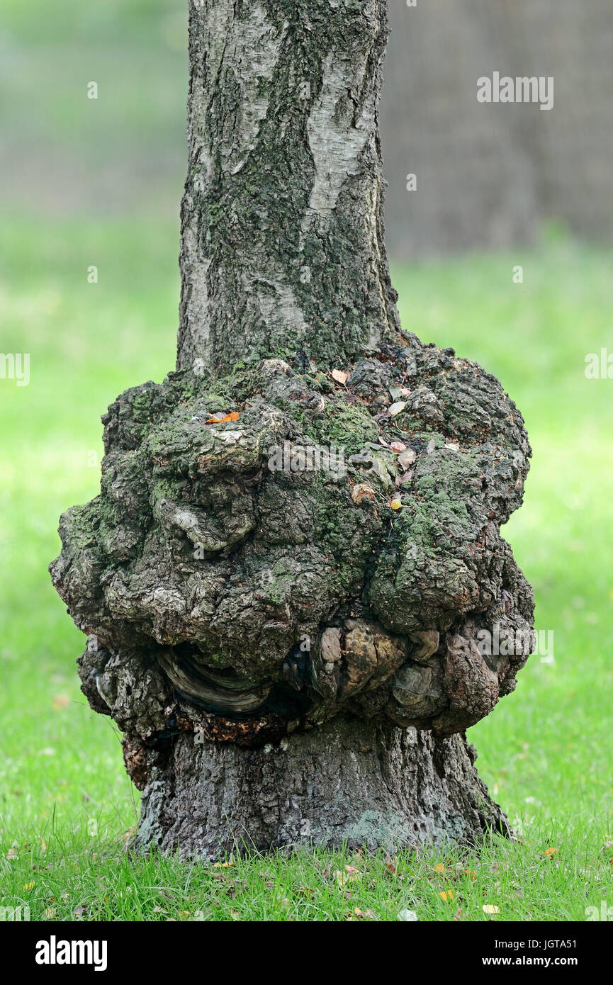 La croissance à bouleau blanc, Rhénanie du Nord-Westphalie, Allemagne / (Betula pendula, Betula alba, Betula verrucosa) / arbre plante illnes, cancer Banque D'Images