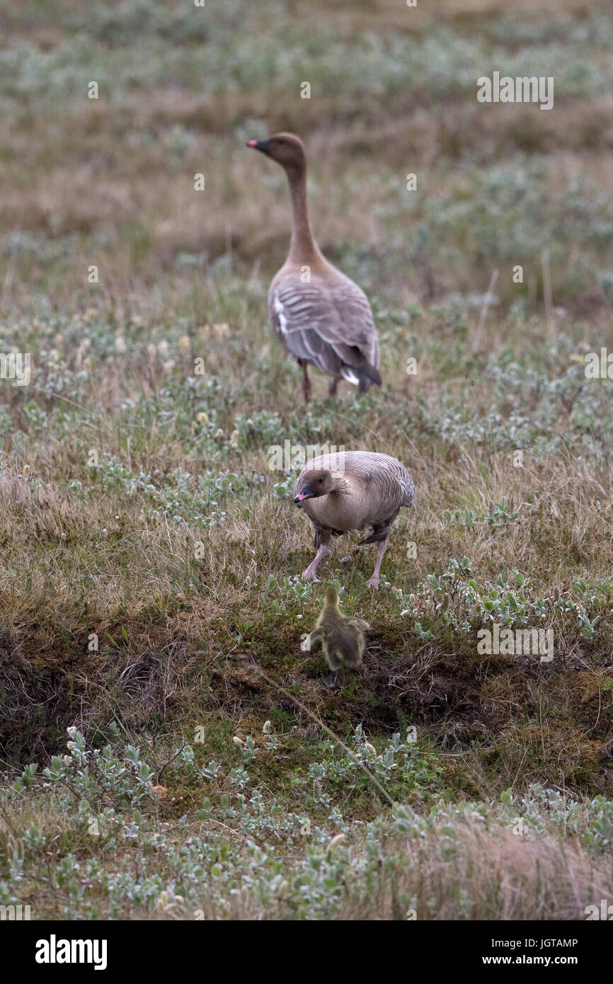 Oie à bec court (Anser brachyrhynchus) Banque D'Images