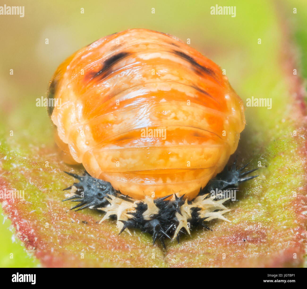 Extreme close up détaillée d'une nymphe coccinelle sur une feuille. Banque D'Images