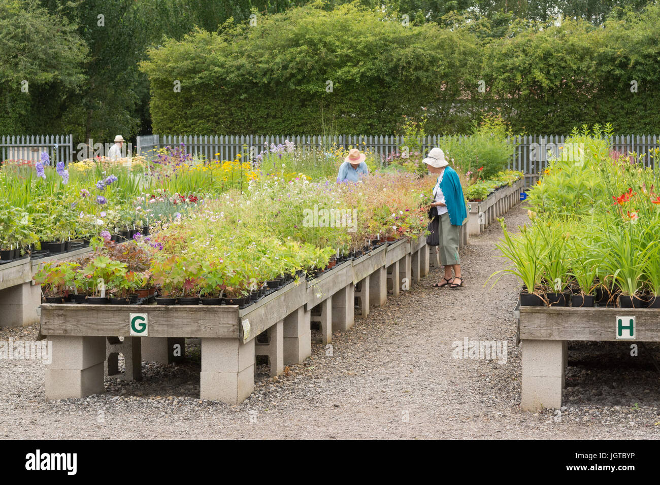 Pépinière pérennes spécialisées - Breezy genoux Jardins, York, Yorkshire, Angleterre, Royaume-Uni Banque D'Images