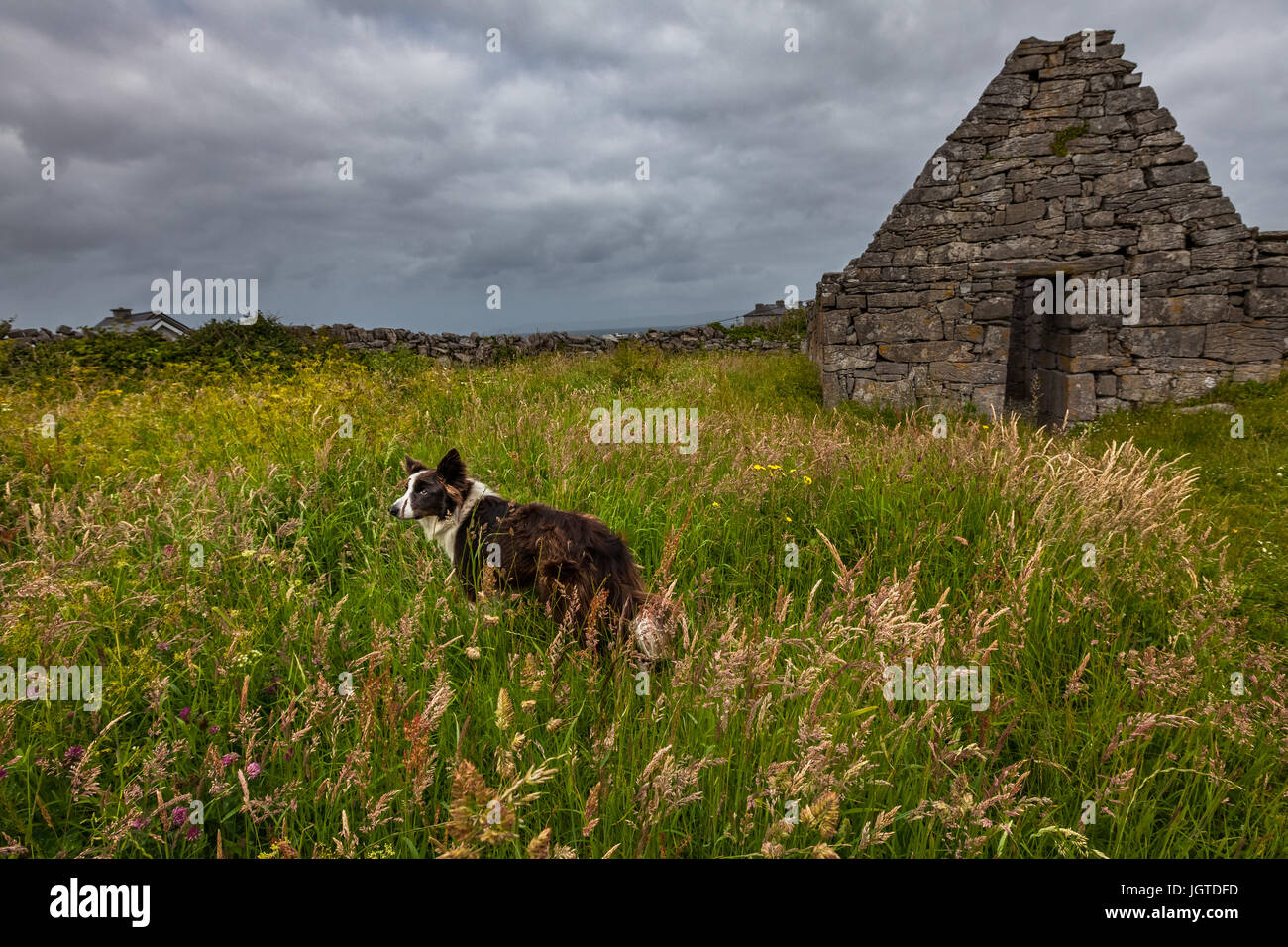 Un chien local se trouve dans une prairie à côté d'un ancien site d'enfouissement sur l'un des, Inisheer îles Aran de l'Irlande. Banque D'Images