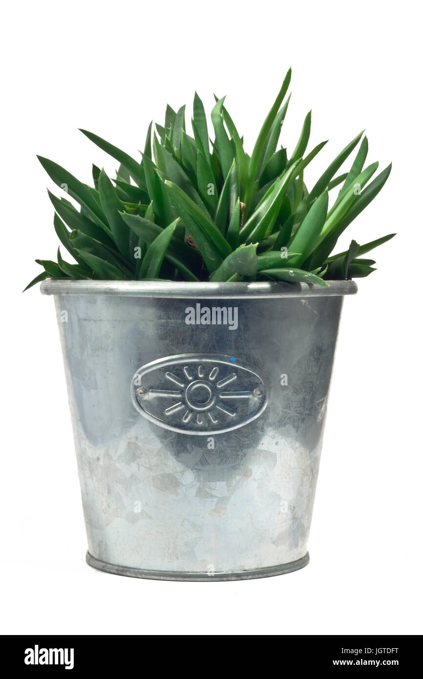 Cactus en pot métal sur fond blanc Banque D'Images