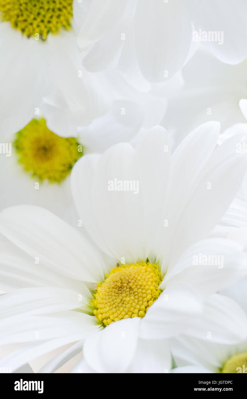 Close up of white, daisy Chrysanthemum en forme de fleurs avec du pollen jaune, remplissage du châssis. Banque D'Images