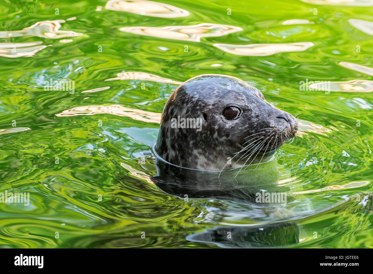 Sceau commun / phoque / phoque commun (Phoca vitulina) flottant dans l'eau, portrait Banque D'Images