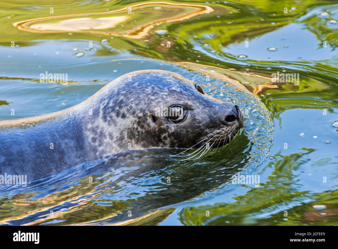 Sceau commun / phoque / phoque commun (Phoca vitulina) natation, portrait Banque D'Images