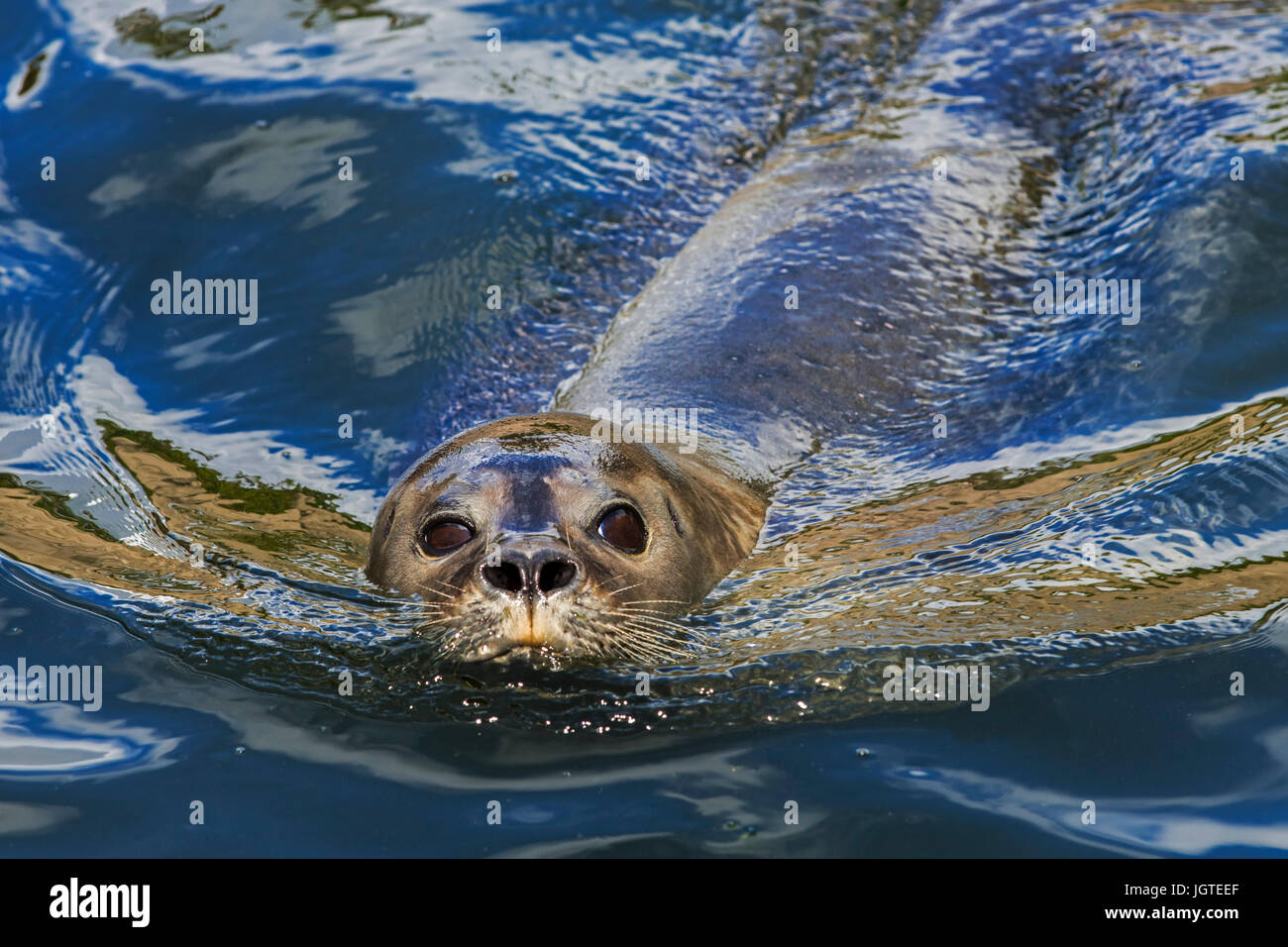 Sceau commun / phoque / phoque commun (Phoca vitulina) natation, portrait Banque D'Images