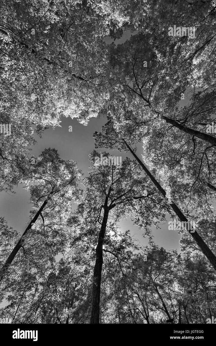 Cime des arbres dans une zone boisée du nord de la Floride centrale. Banque D'Images