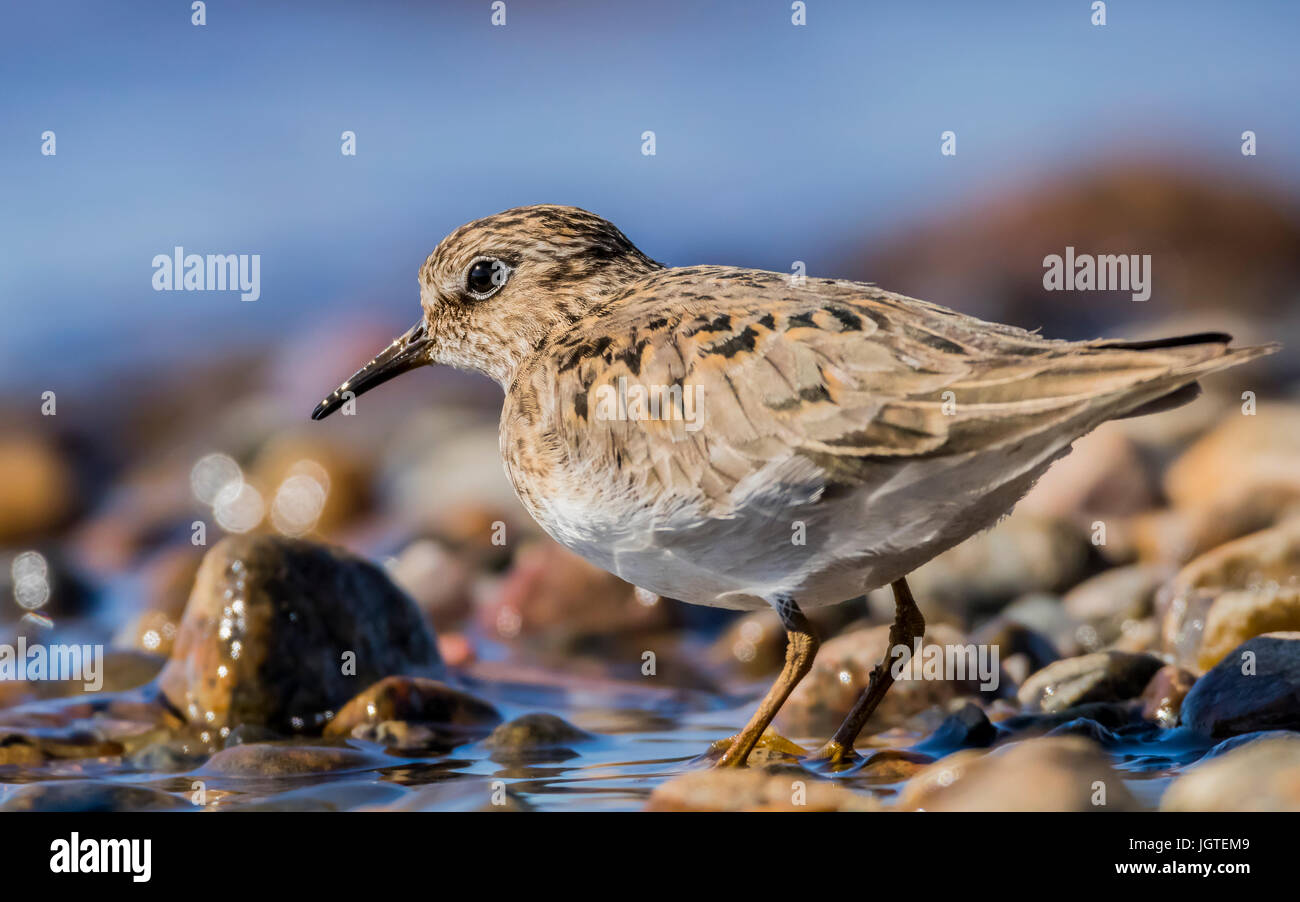 Le travail de Temminck - Calidris temminckii Banque D'Images