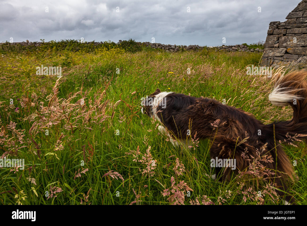 Un chien courir à travers une prairie à côté d'un ancien site d'enfouissement sur l'un de l'Inisheer, Îles d'Aran de l'Irlande. Banque D'Images