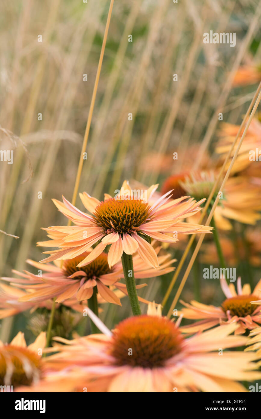 Echinacea 'Big Kahuna'. Coneflowers à côté de Stipa gigantea herbe dans un jardin frontière. UK Banque D'Images