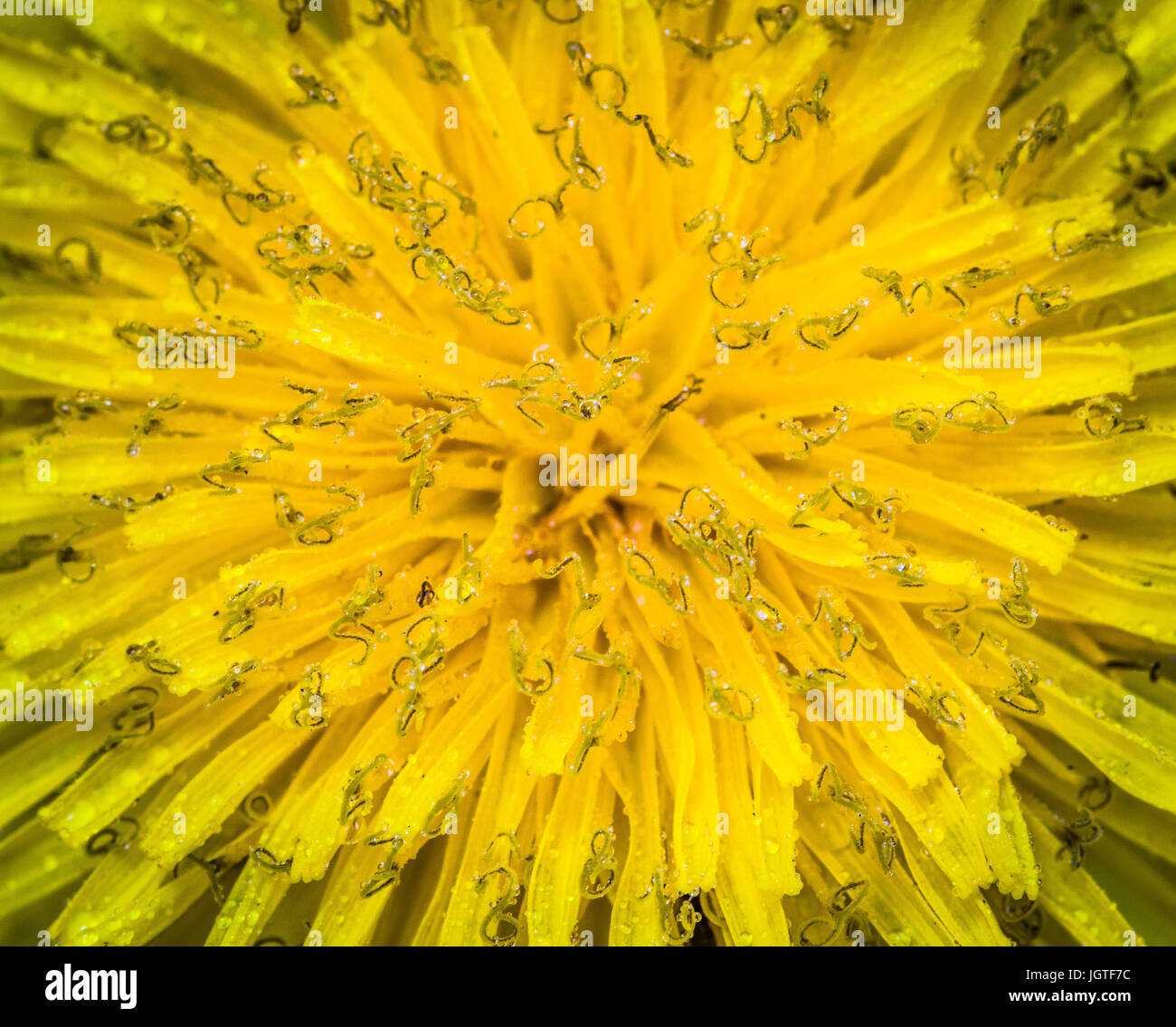 Centre de pissenlit jaune, gros plan macro extrême, avec de petites gouttes d'eau de pluie sur les pétales Banque D'Images
