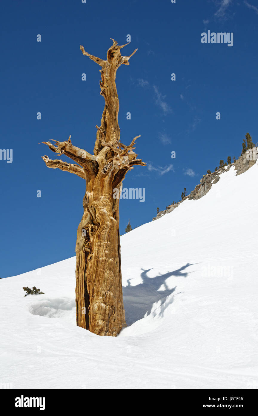 Un vieil arbre de pins morts qui sort d'une pente couverte de neige avec ciel bleu Banque D'Images
