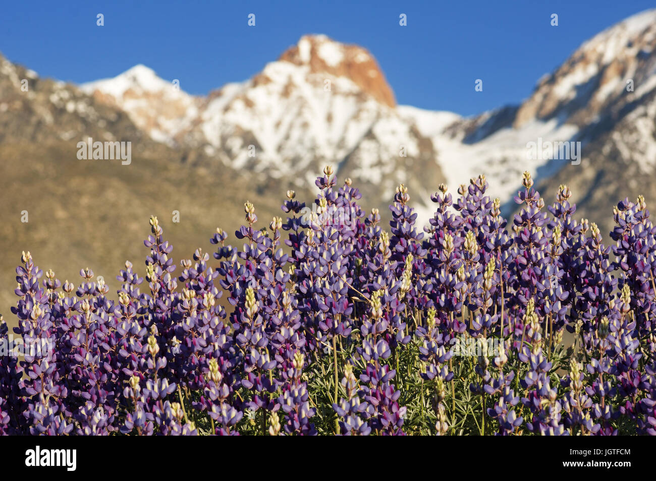 Lupin fleurs sauvages avec des problèmes de mise au point sur une montagne dans l'arrière-plan Banque D'Images