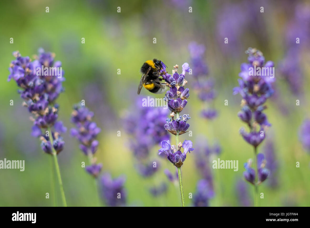 Seul bourdon sur fleur de lilas en été par le côté Banque D'Images