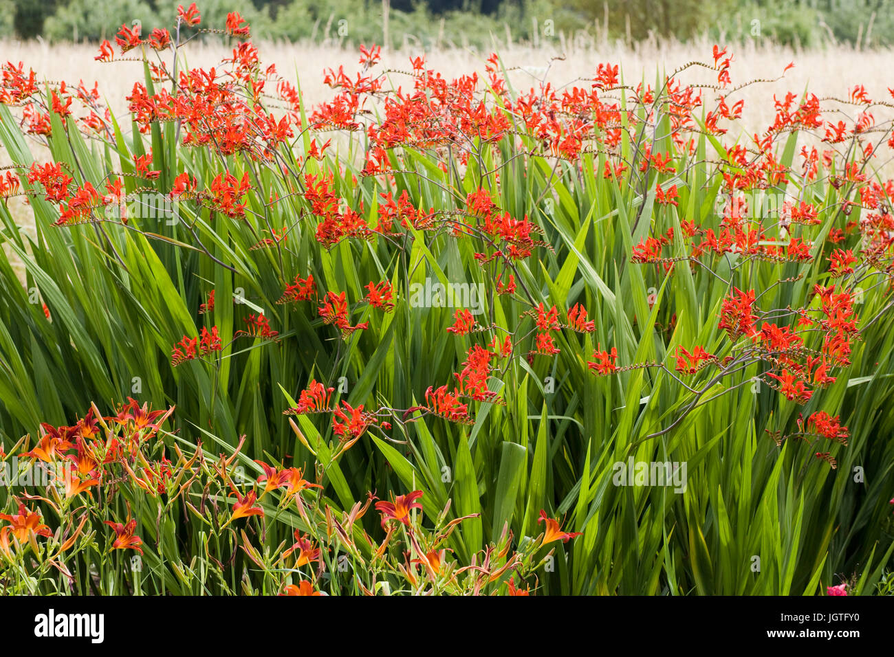Crocosmia 'Lucifer' fleurs dans une bordure herbacée Banque D'Images