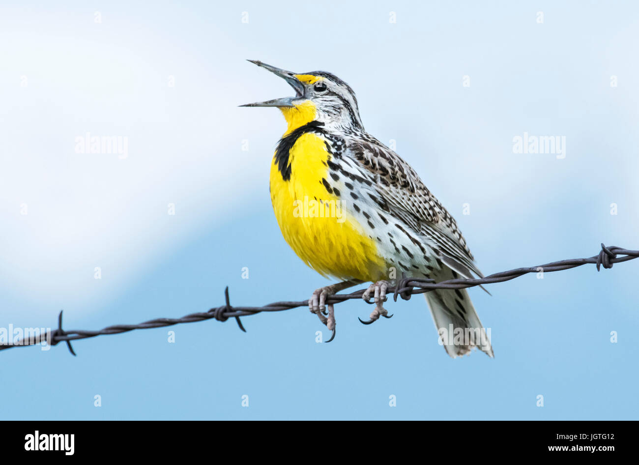 Meadowlark, chanson du printemps, territoire de nidification, Montana Banque D'Images