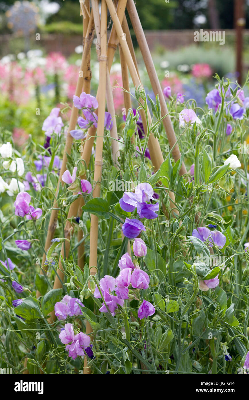 Lathyrus odoratus. Les fleurs de pois autour des tiges de bambou dans un jardin Banque D'Images
