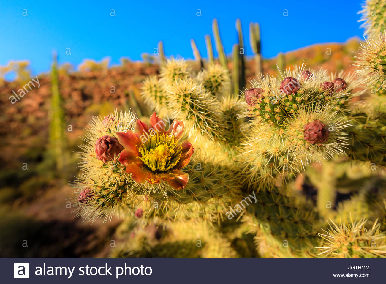 Un gros plan de la fleur de cactus du jumping choola dans la Valle de Los Cirios, Faune et Flore protégée sur la péninsule de Baja. Banque D'Images