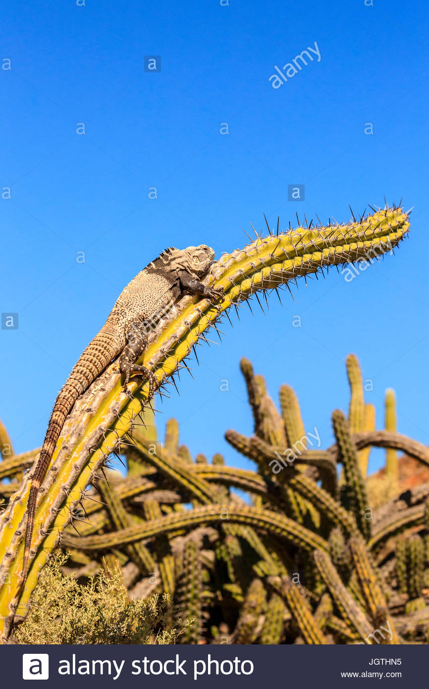 San Esteban, l'iguane Ctenosaura conspicuosa, réchauffement climatique sur un cactus au galop. Banque D'Images