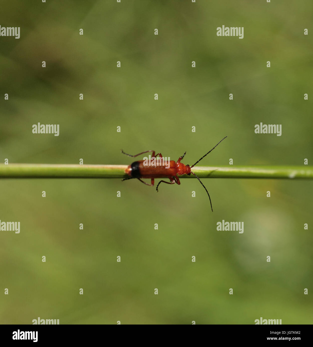 Soldat beetle rouge commun Banque D'Images