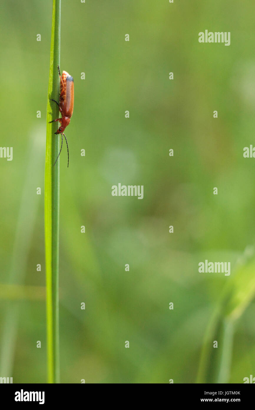 Soldat beetle rouge commun Banque D'Images