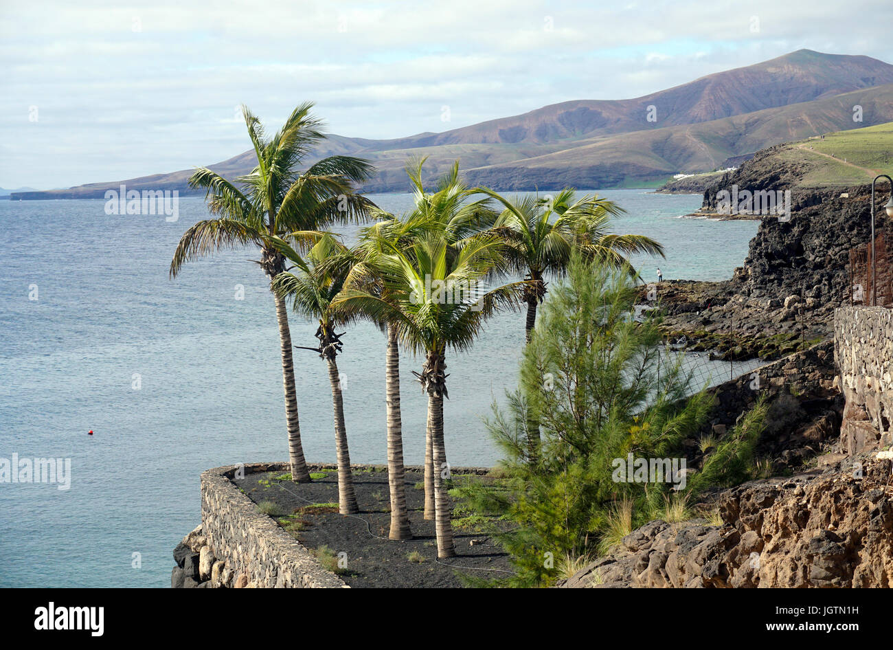 Palmiers à la côte de Puerto Calero, Lanzarote, îles Canaries, Espagne, Europe Banque D'Images