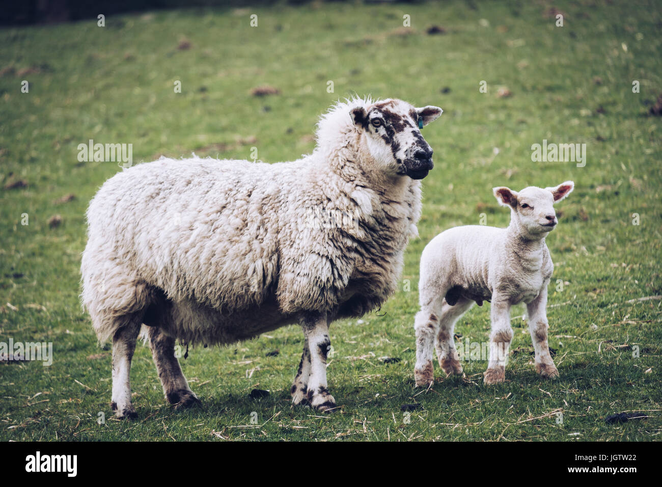 Plan de moutons avec de l'agneau debout sur terrain Banque D'Images