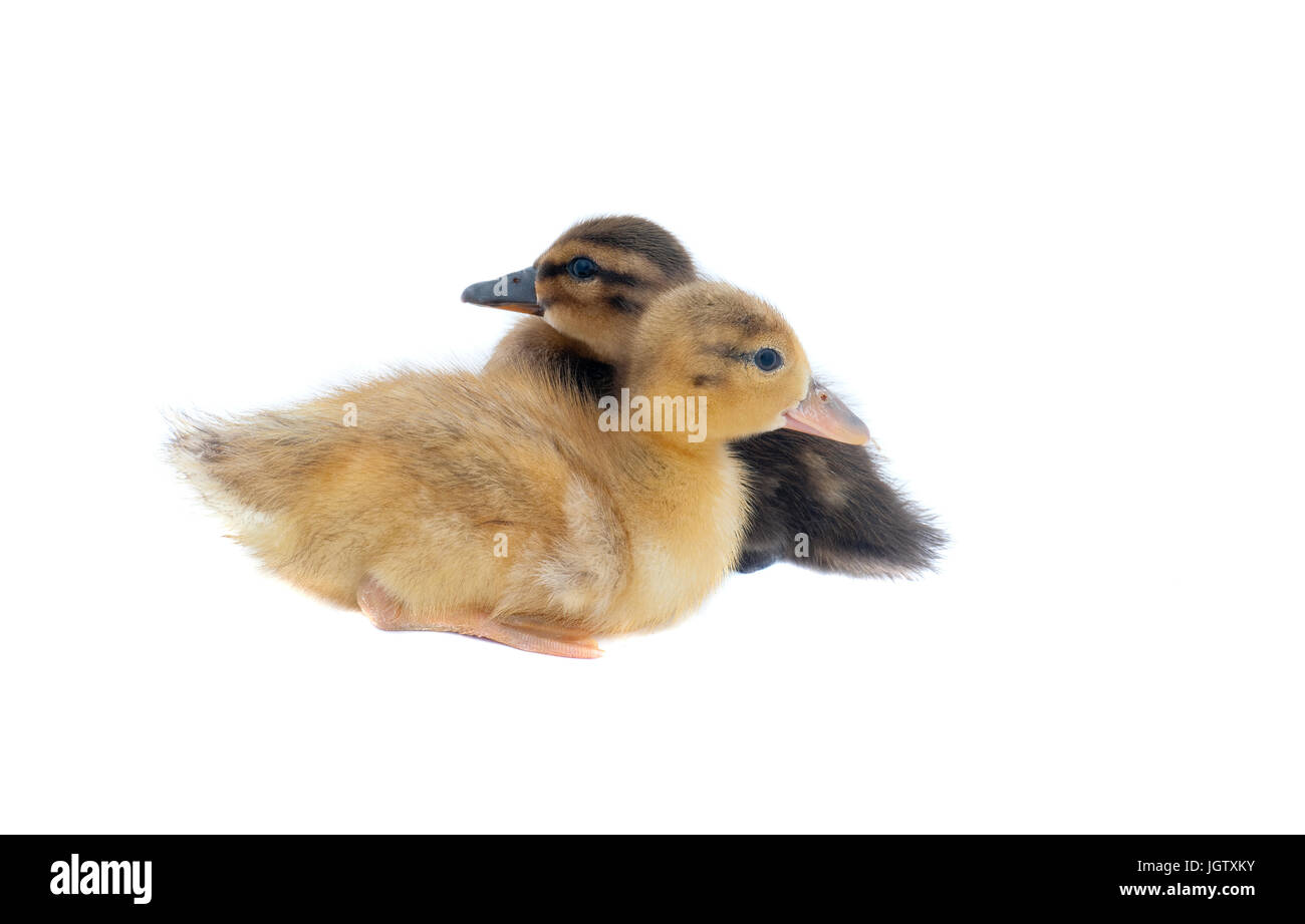 Canards bébé assis et à la recherche dans des directions opposées, isolé sur blanc. Banque D'Images