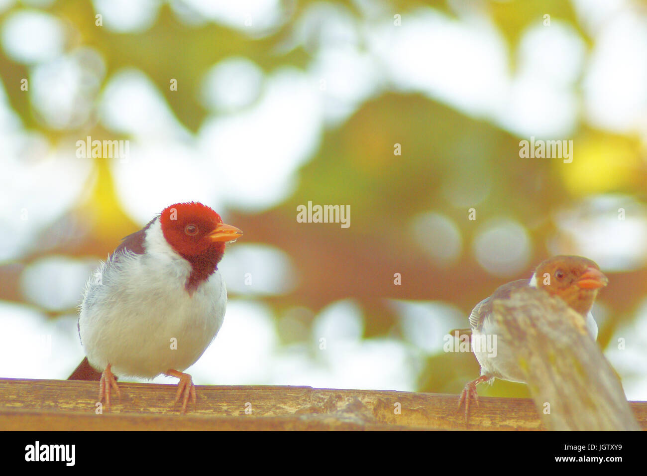 Coccinelle, Cardinal, bec jaune Paroaria capitata, Pantanal, Mato Grosso do Sul, Brésil ATENÇÃO : NÃO PODEMOS REPRESENTAR FORA DA IMAGEM ESSA AMERI Banque D'Images